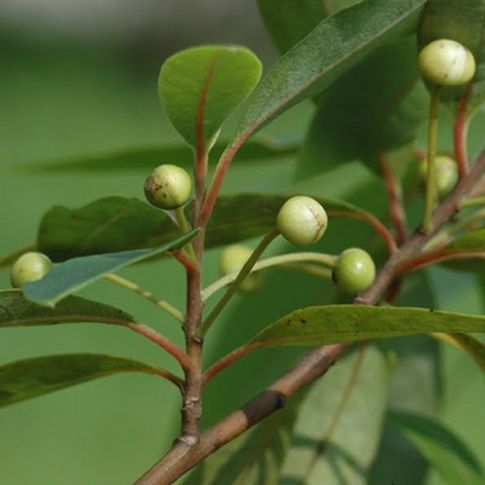 Litsea Cubeba Essential Oil  5